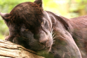 jaguar relaxing web